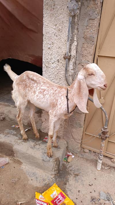 cheena makhi