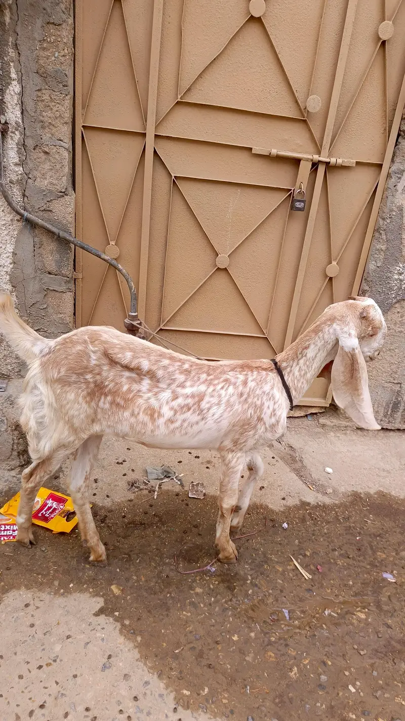 cheena makhi — photo 2