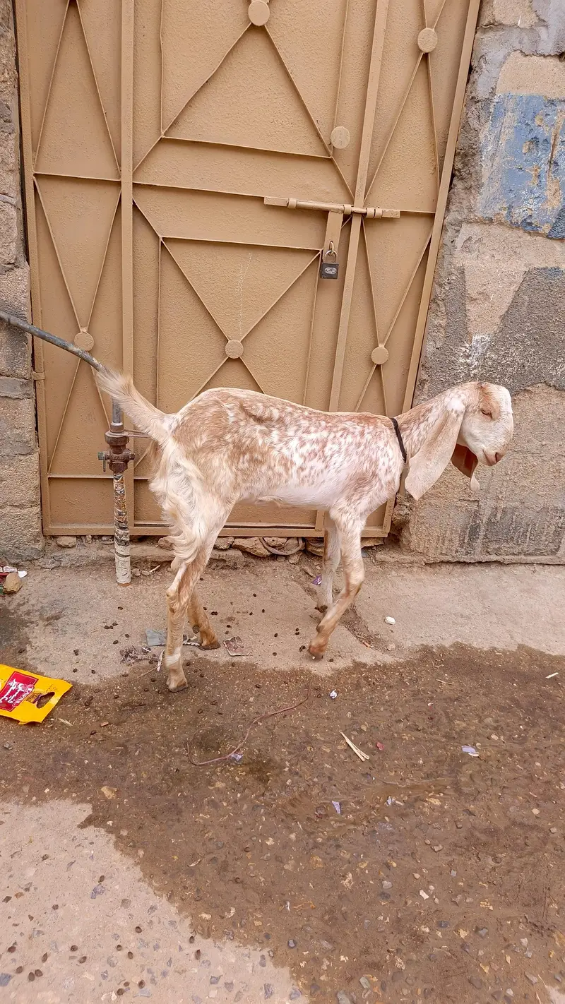 cheena makhi — photo 3