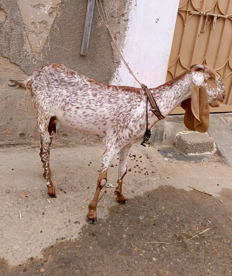 cheena makhi — photo 4