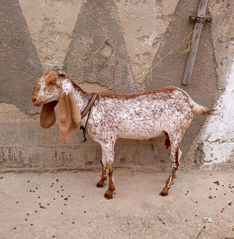 cheena makhi — photo 5