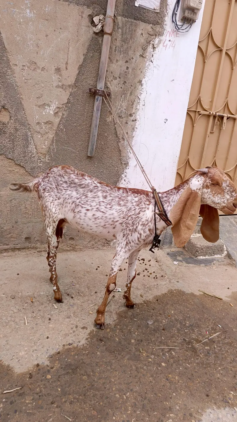 cheena makhi — photo 6