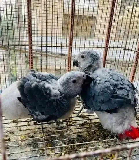 African grey parrot chicks for sale contact 03714174379 — photo 2