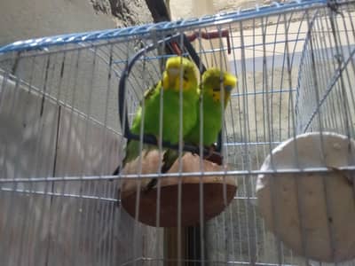 parrot for sale