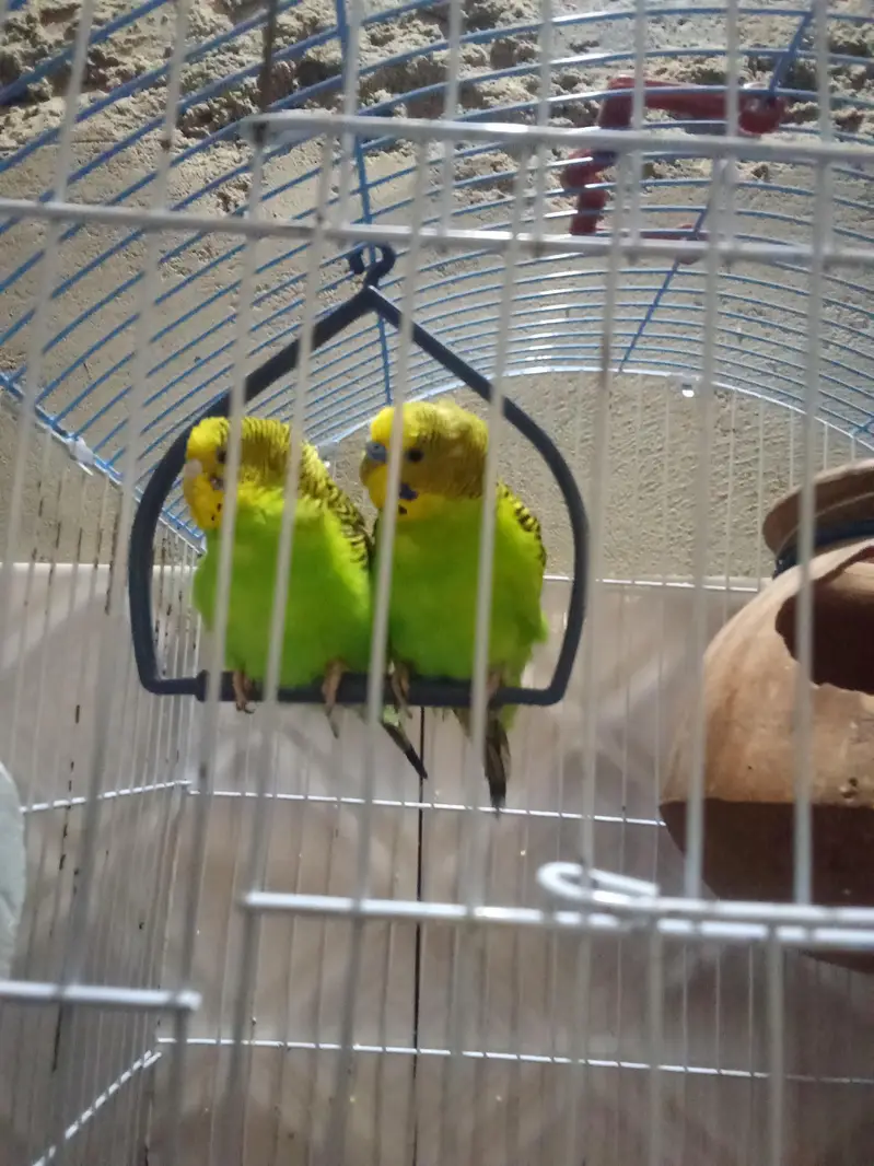 parrot for sale — photo 2