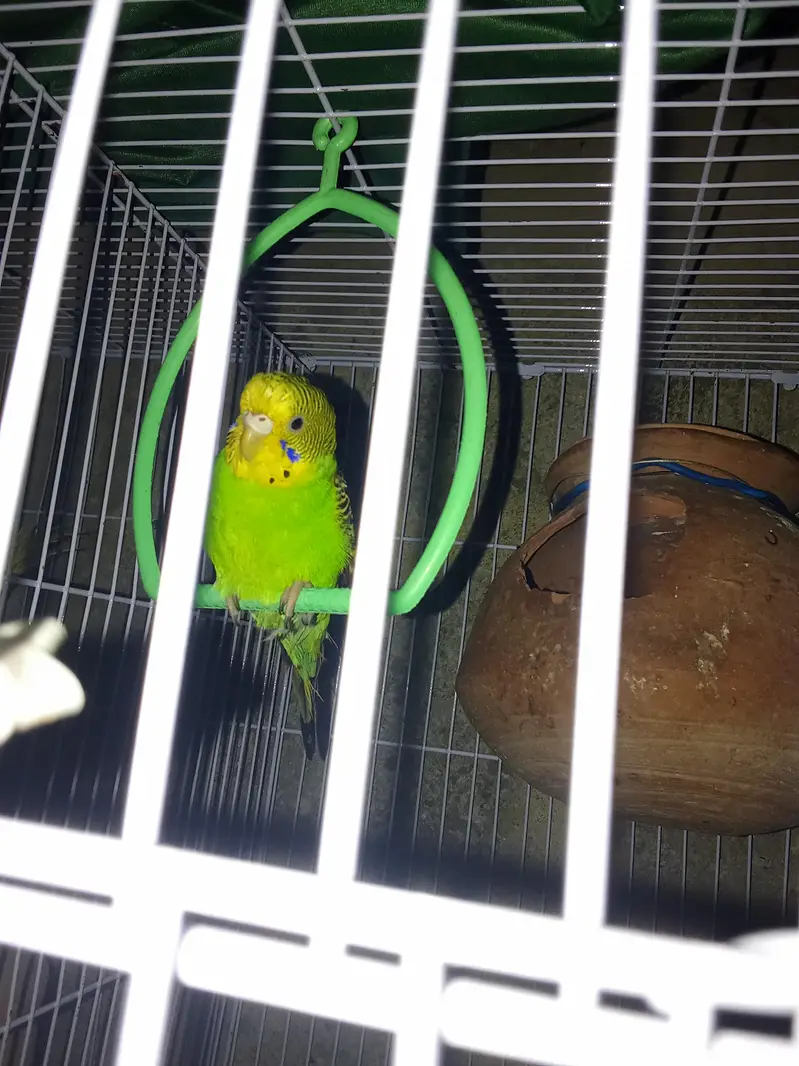 parrot for sale — photo 3