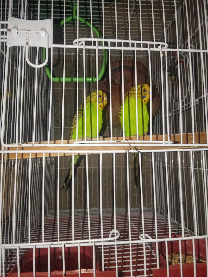 parrot for sale — photo 4