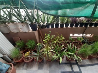 Domestic Indoor Plants - Aloe vers