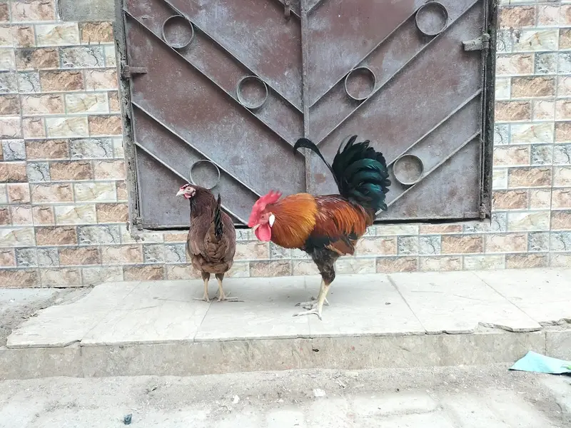 Sale hen female and male — photo 2