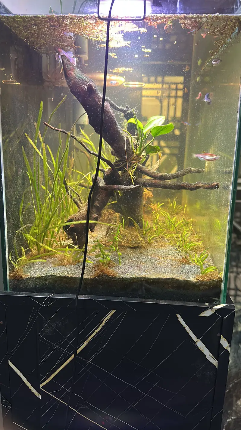 Planted aquarium — photo 2