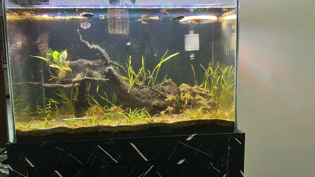 Planted aquarium — photo 3