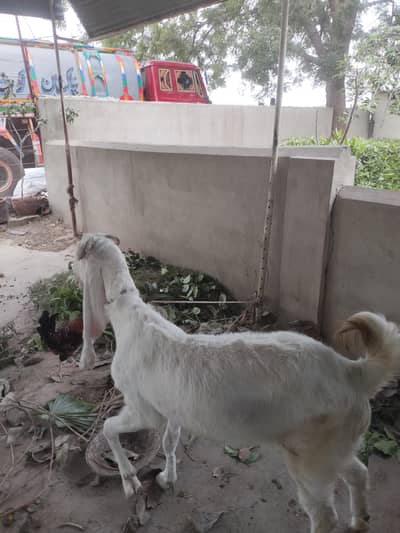 pure gulabi bakri two dand