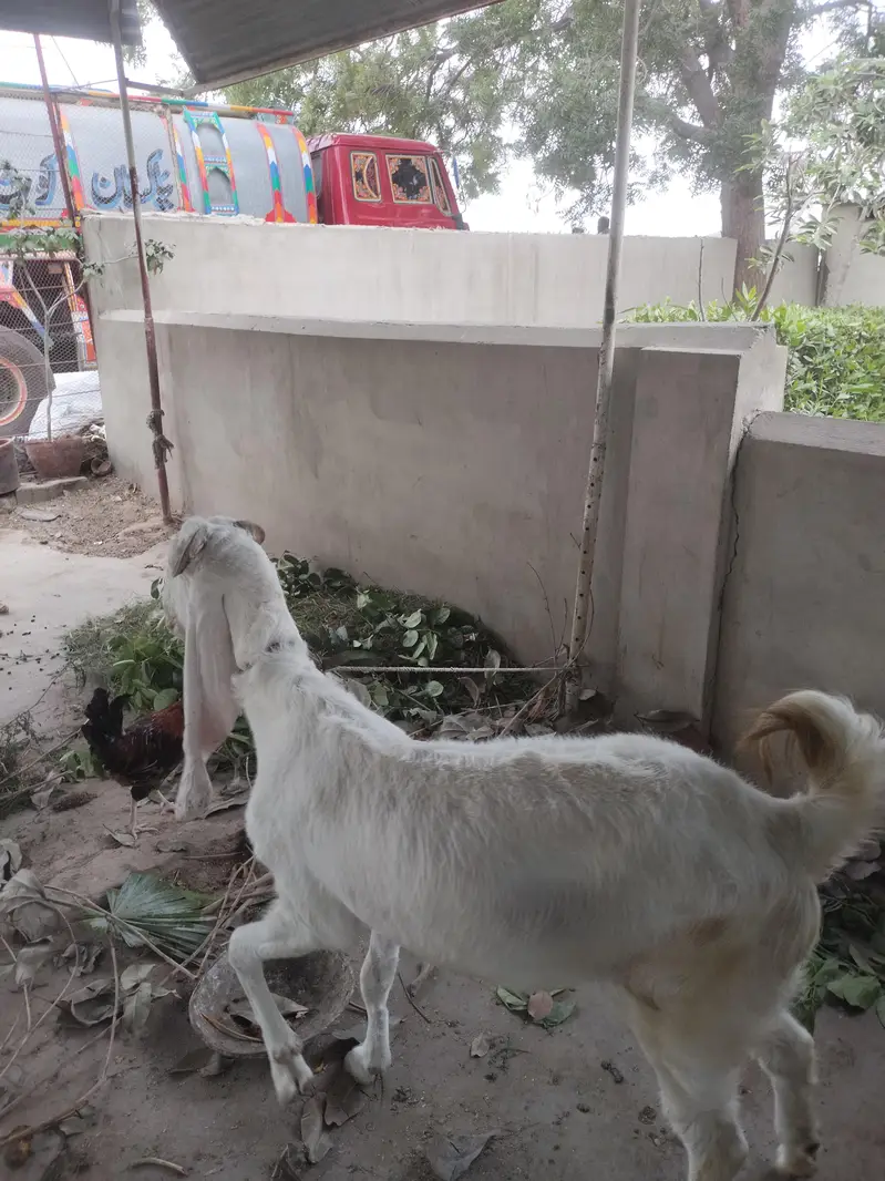 pure gulabi bakri two dand