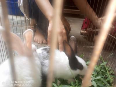 rabbits male and female pair 3000 male red eyes