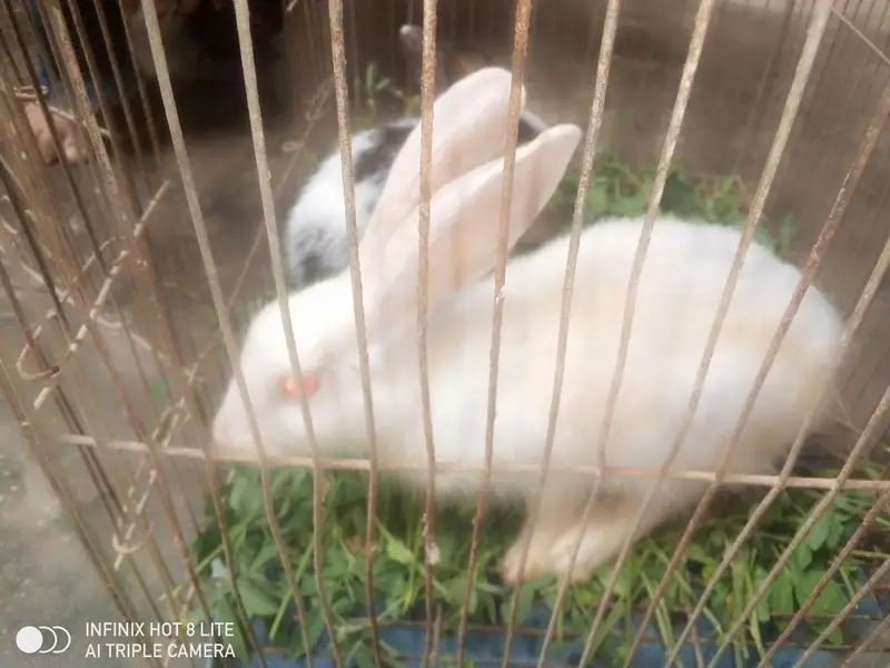 rabbits male and female pair 3000 male red eyes — photo 3