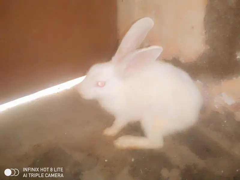 rabbits male and female pair 3000 male red eyes — photo 4