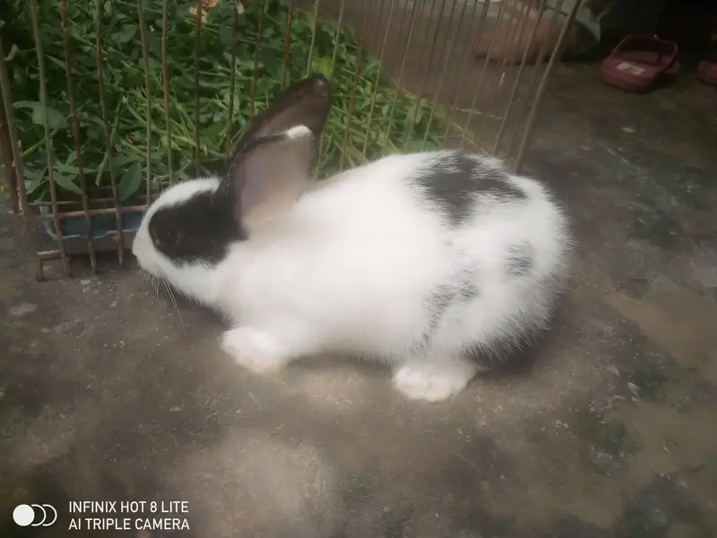 rabbits male and female pair 3000 male red eyes — photo 5