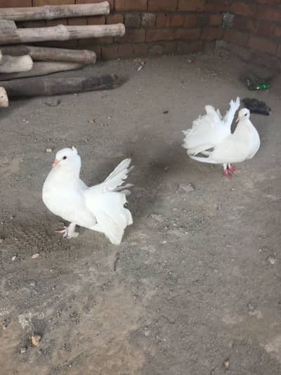 Laka kabootar