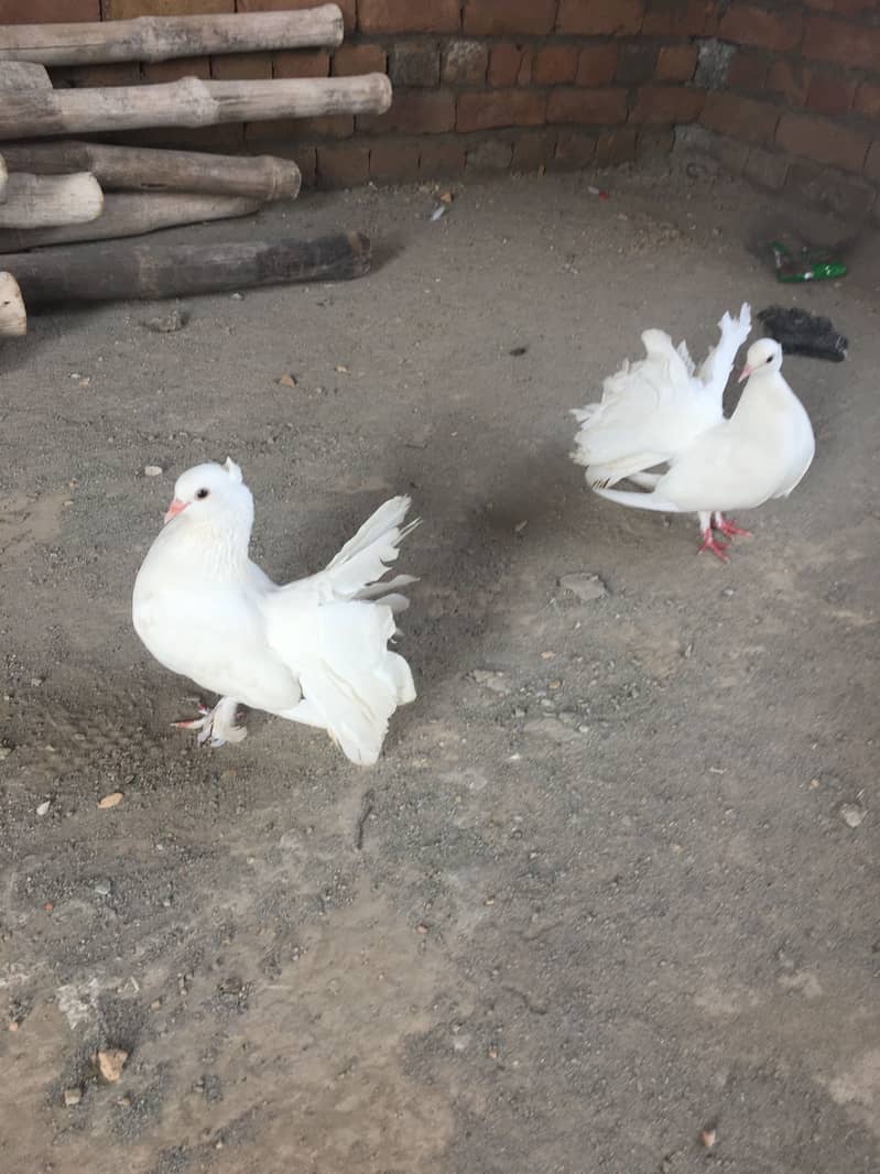 Laka kabootar 0