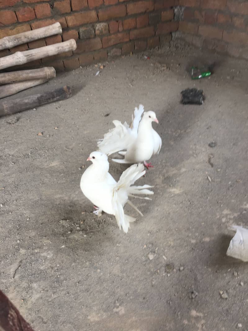 Laka kabootar 1