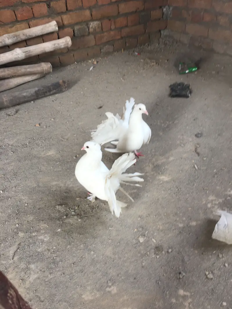 Laka kabootar — photo 2