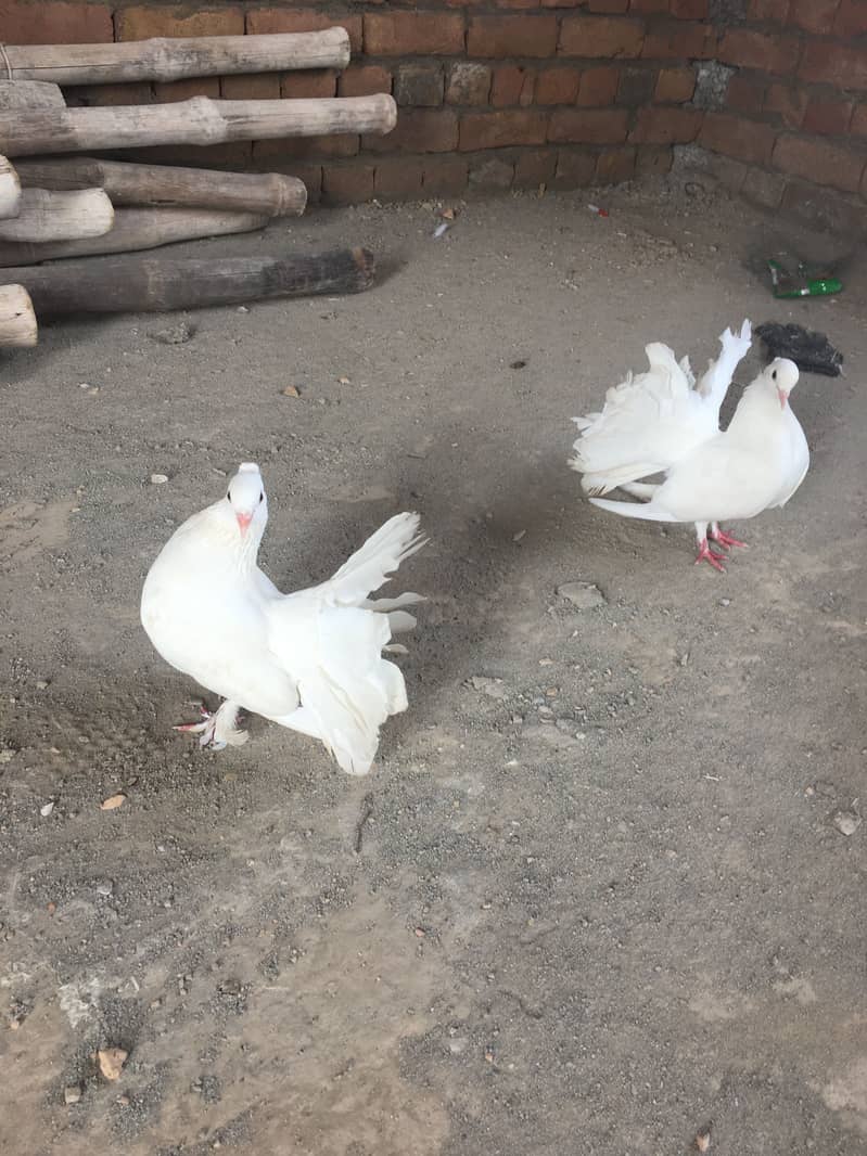 Laka kabootar 2