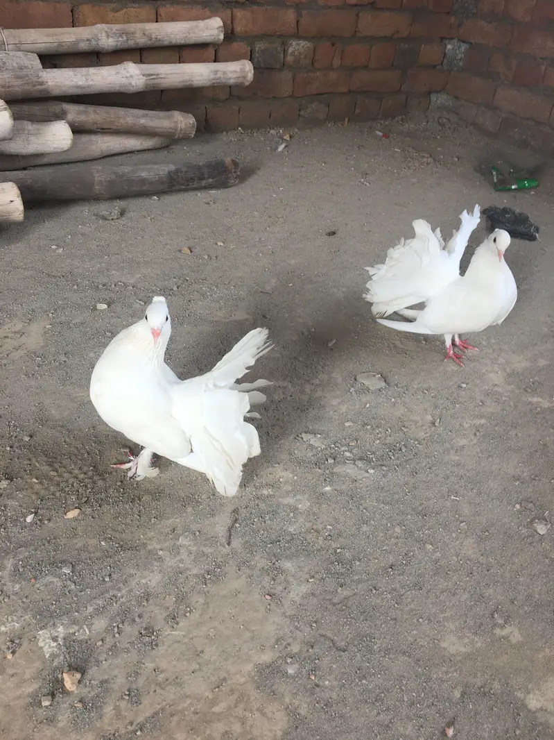 Laka kabootar — photo 3
