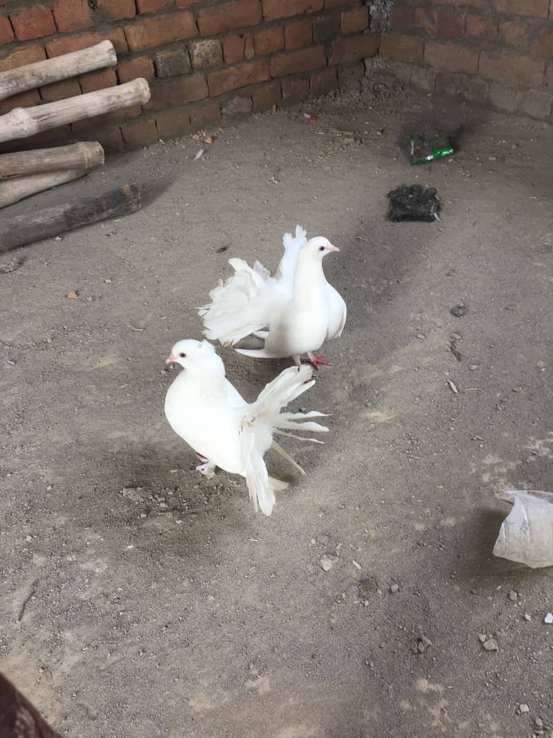 Laka kabootar 3