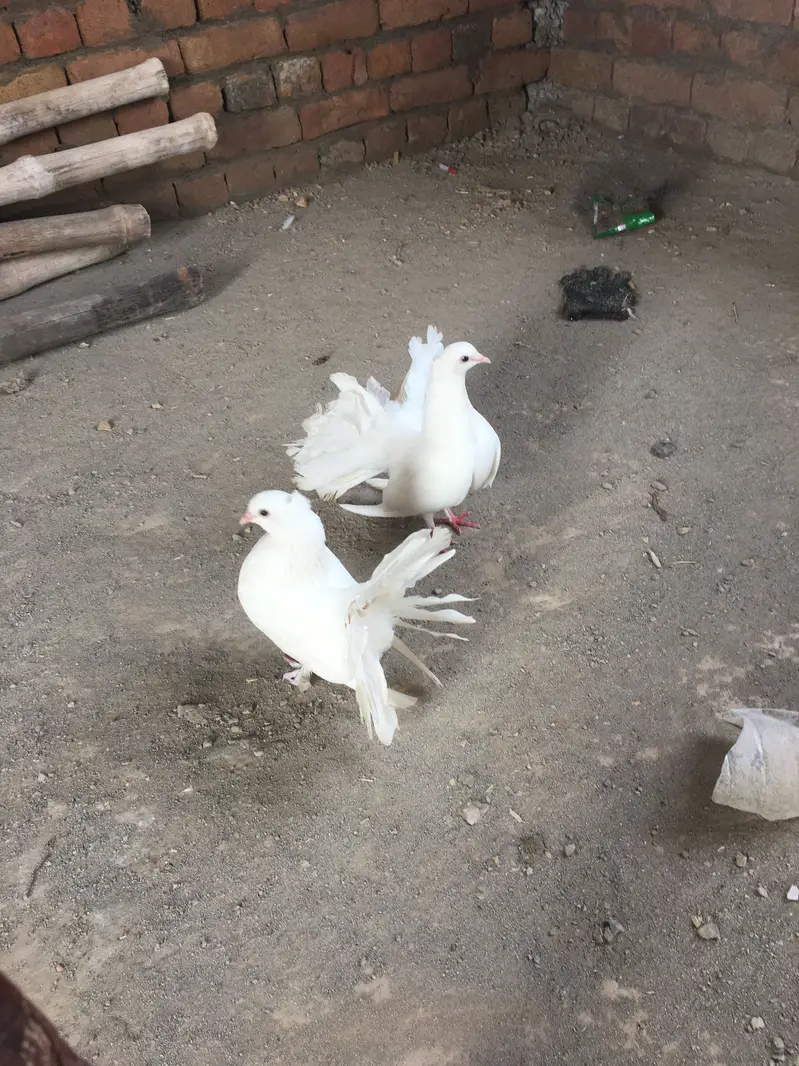 Laka kabootar — photo 4