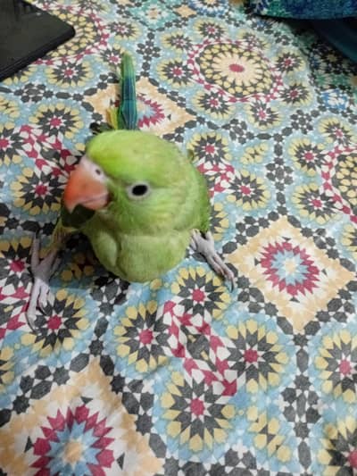Green ringnak handtme self chiks for sale