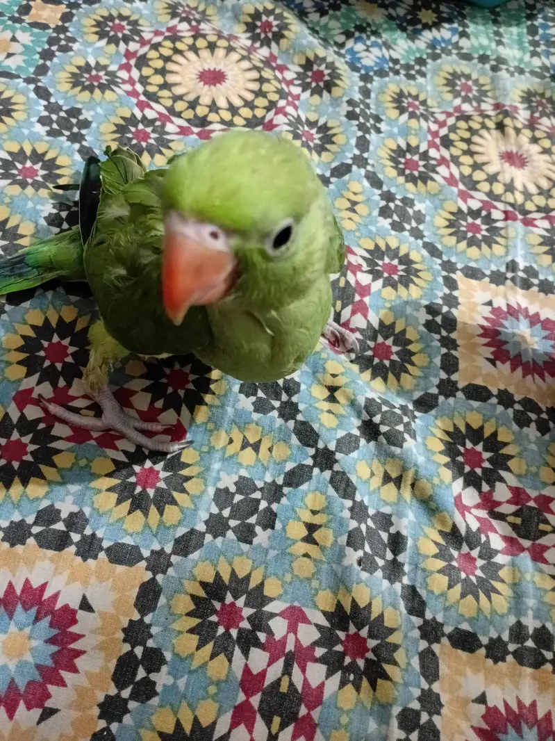 Green ringnak handtme self chiks for sale — photo 2