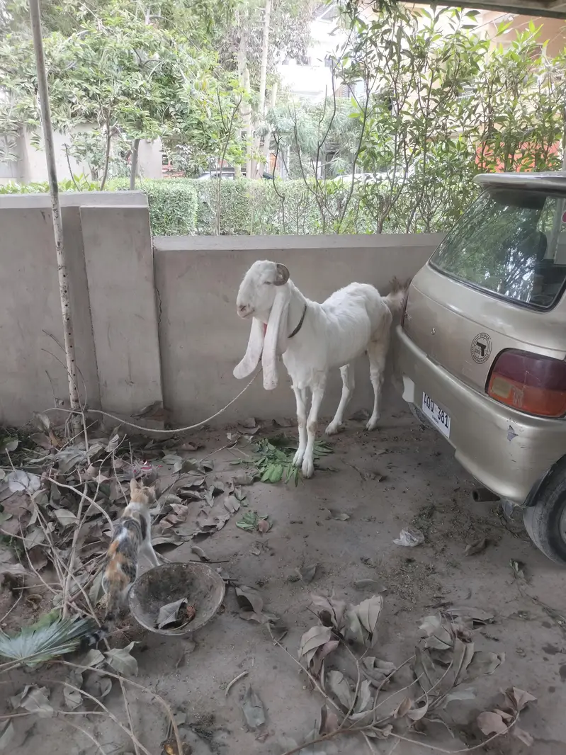 pure gulabi bakri two dand — photo 2