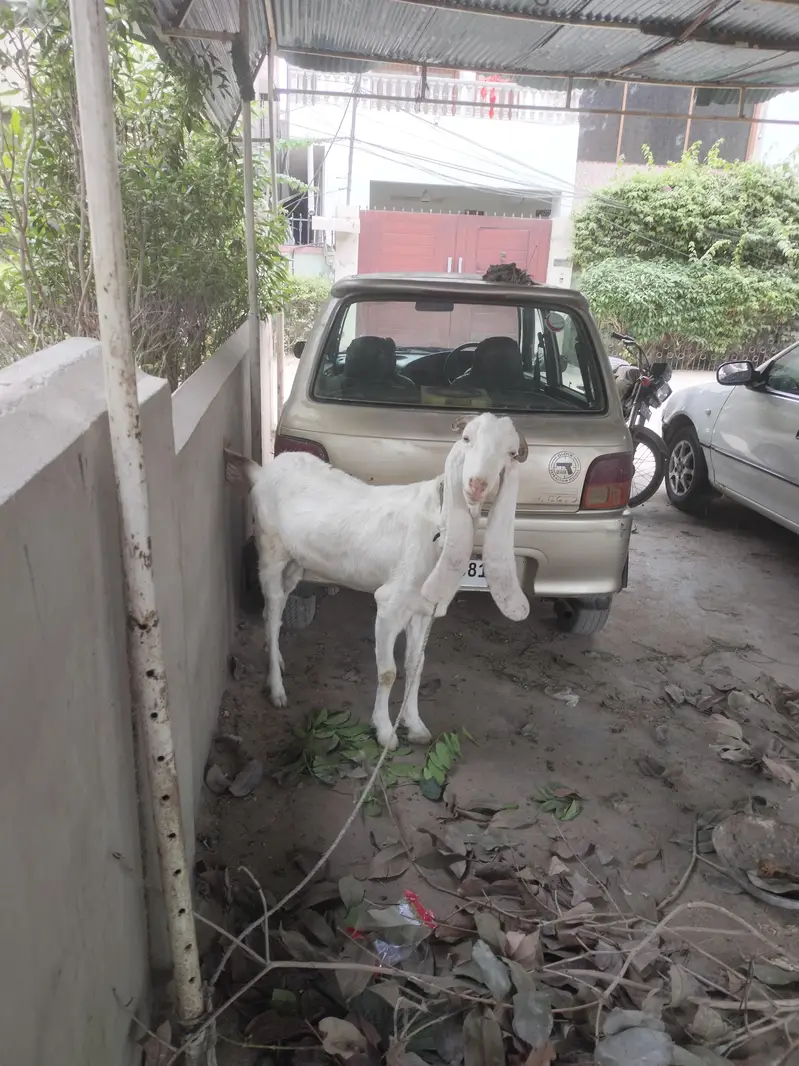 pure gulabi bakri two dand — photo 3