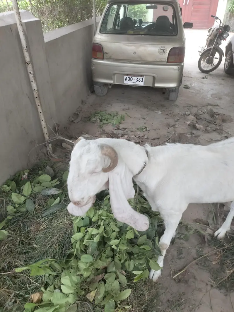 pure gulabi bakri two dand — photo 4