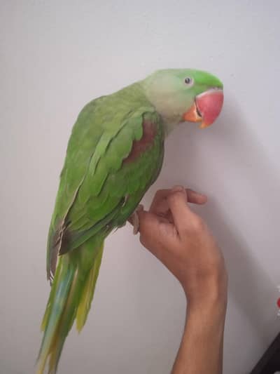 100 percent male proepr hand tame talking start