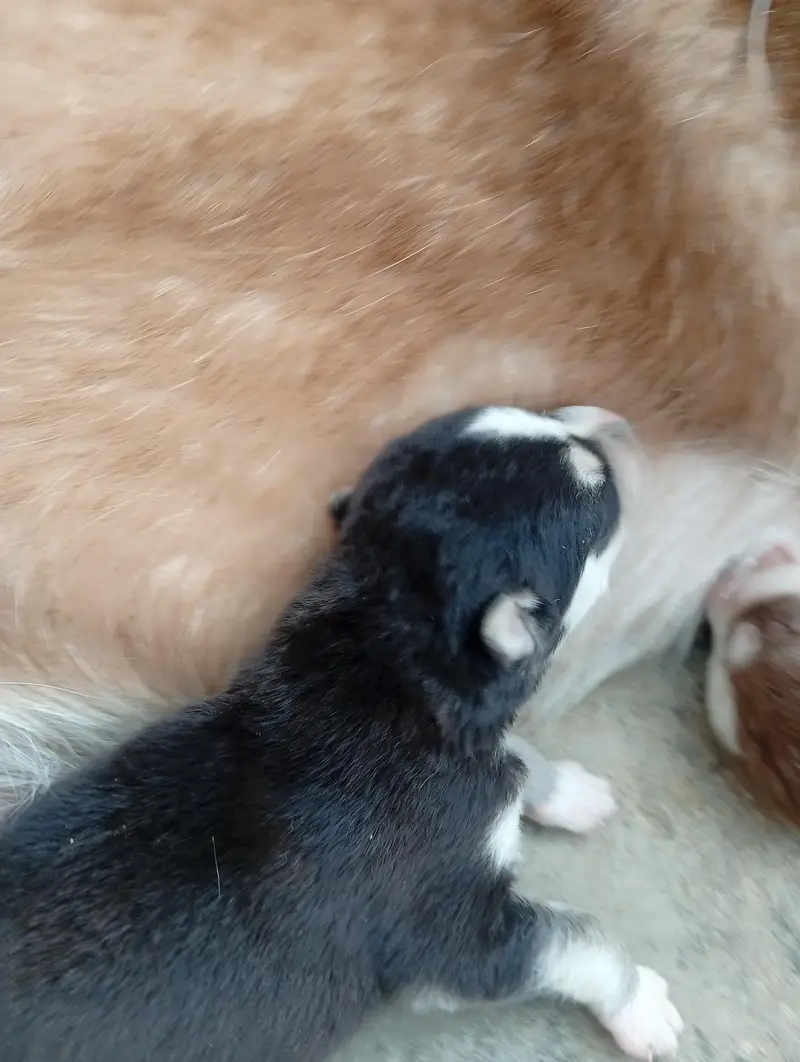 pure full — photo 2