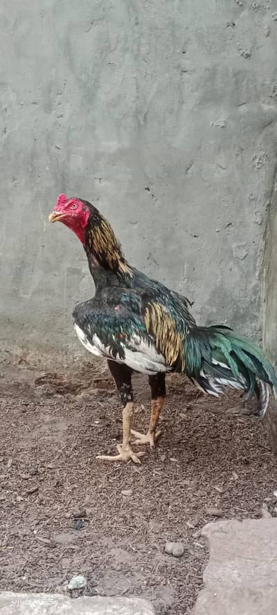Aseel Mushka Frizzle bantum male