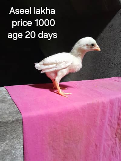 Aseel lakha or desi or ayam cemani  03106429969