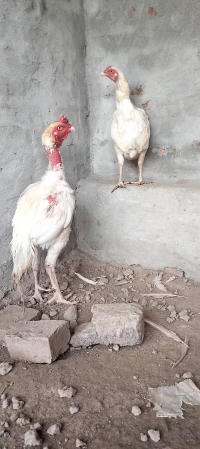 white Heera aseel