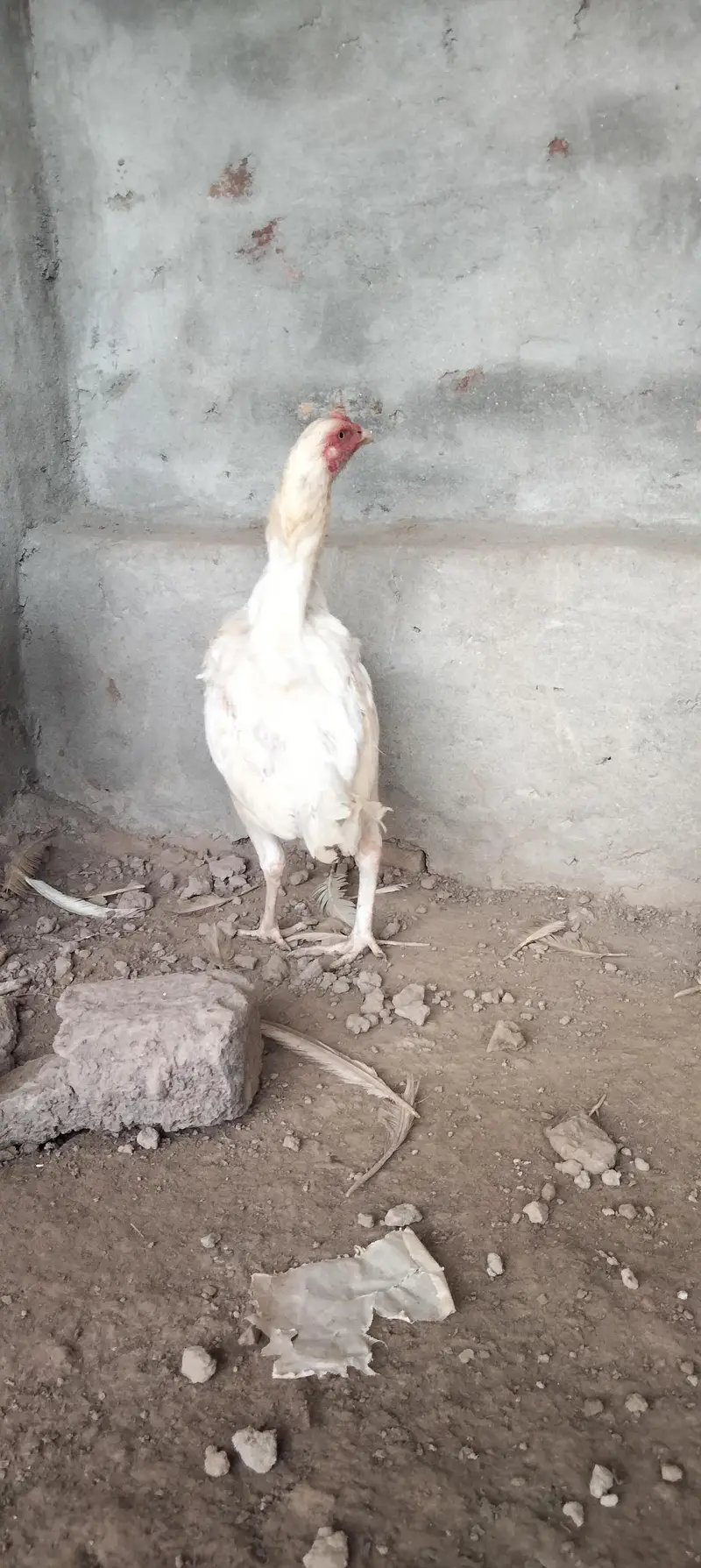 white Heera aseel — photo 2