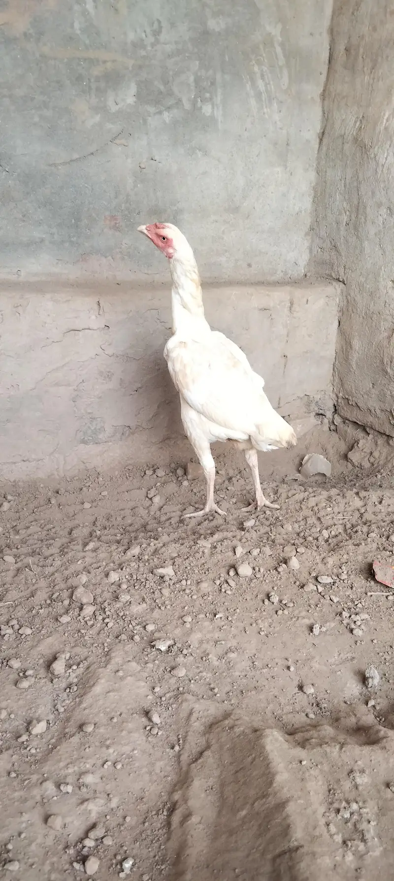 white Heera aseel — photo 3
