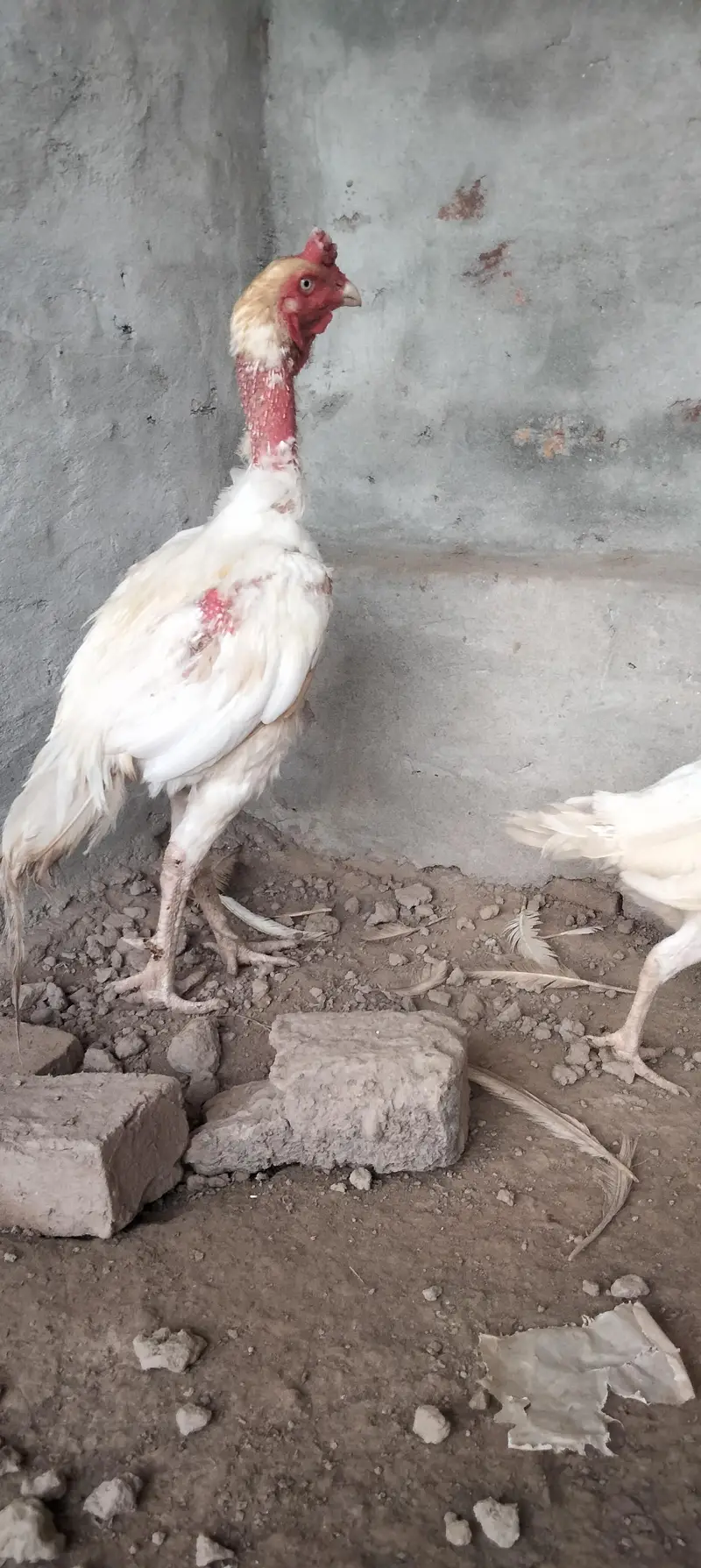 white Heera aseel — photo 4