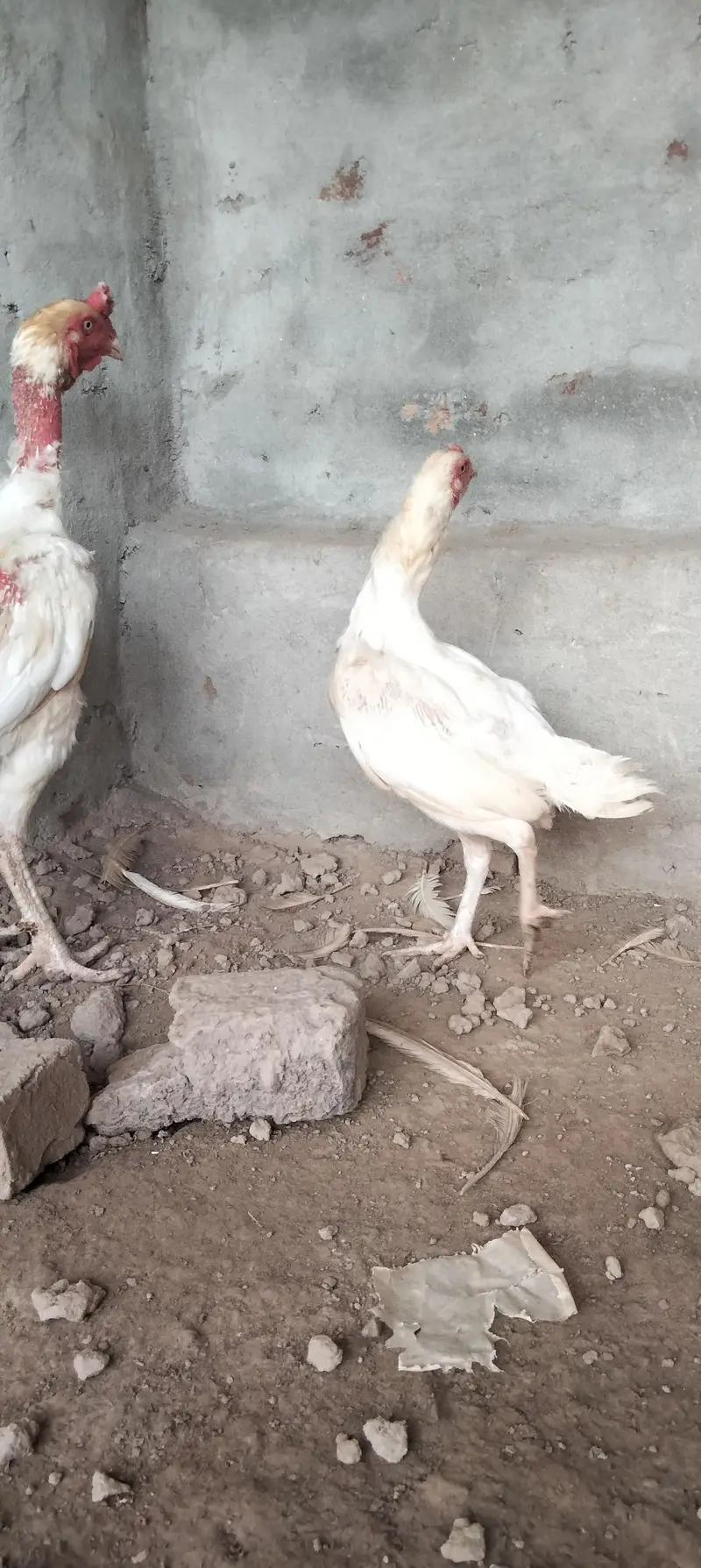 white Heera aseel — photo 5