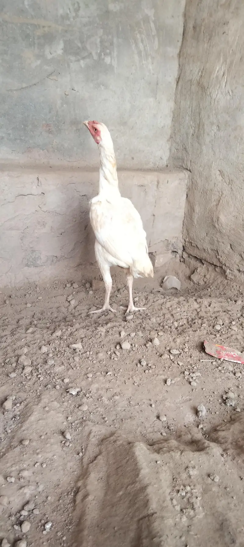white Heera aseel — photo 6