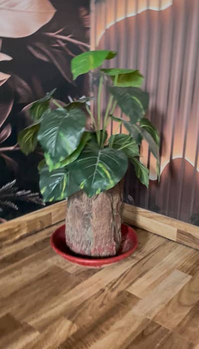 Decor plant