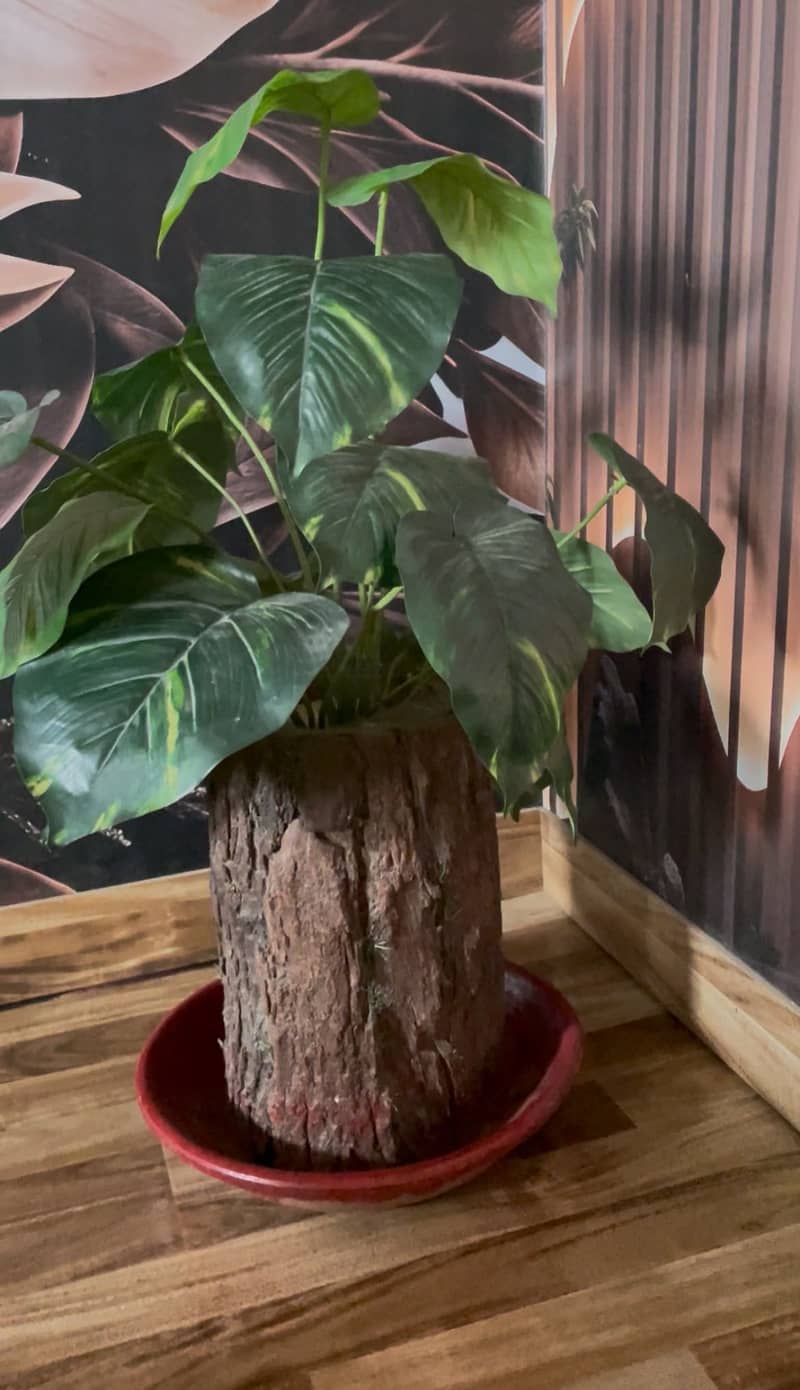 Decor plant 1