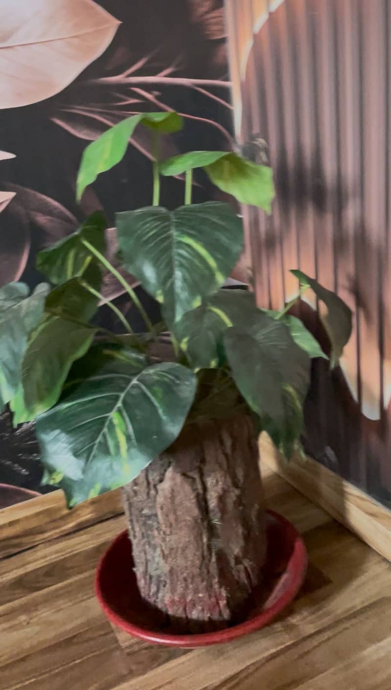 Decor plant 2