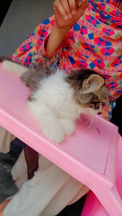 persian caten