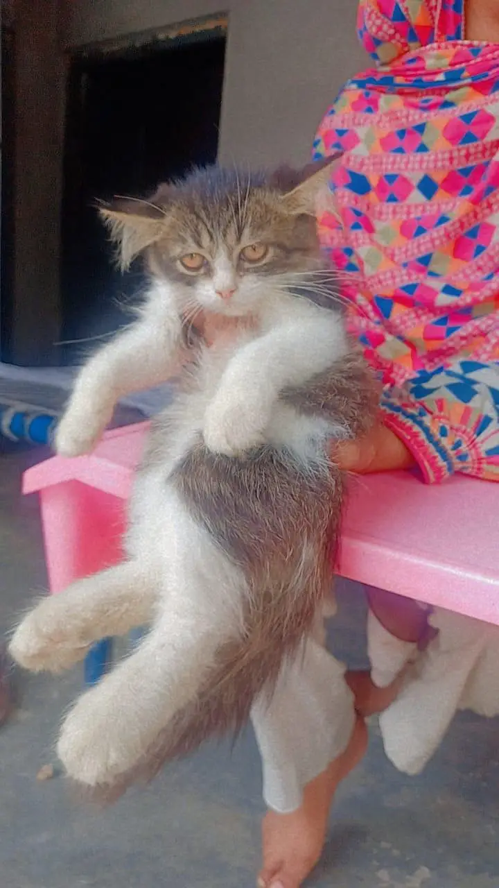 persian caten — photo 2