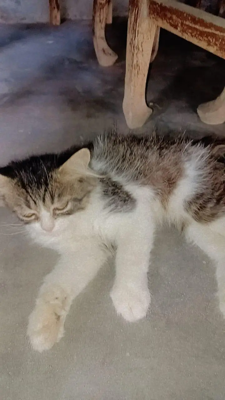 persian caten — photo 3